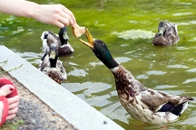 feeding ducks